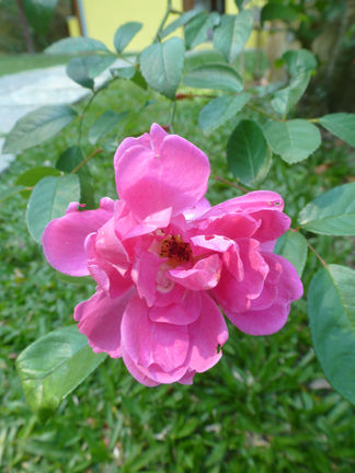 A flower in the garden